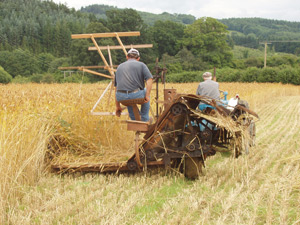 Harvesting the Wheat Reed