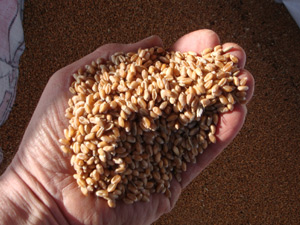 A hand full of the beautiful grain