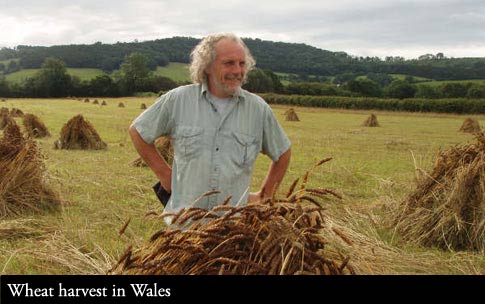 Wheat Harvest during 2012 in Wales