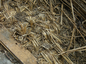 Original straw rope underthatch (basecoat)