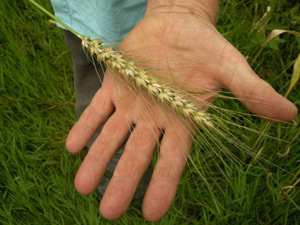 The beauty of Wheat Reed