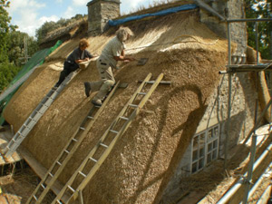 Applying the wehat reed to a roof