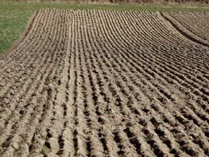 Ploughed Field